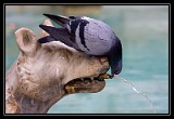 Thirsty Pigeon